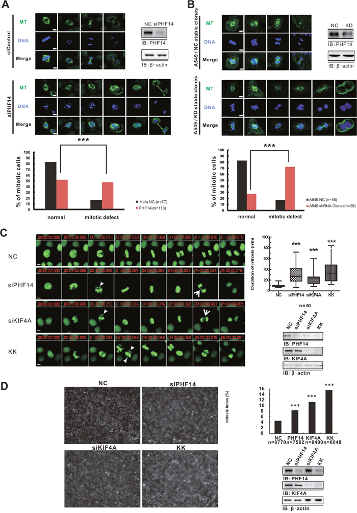 Depletion of PHF14 and KIF4A induced mitotic defects.