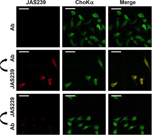 JAS239 colocalizes with ChoK&#x03B1;.