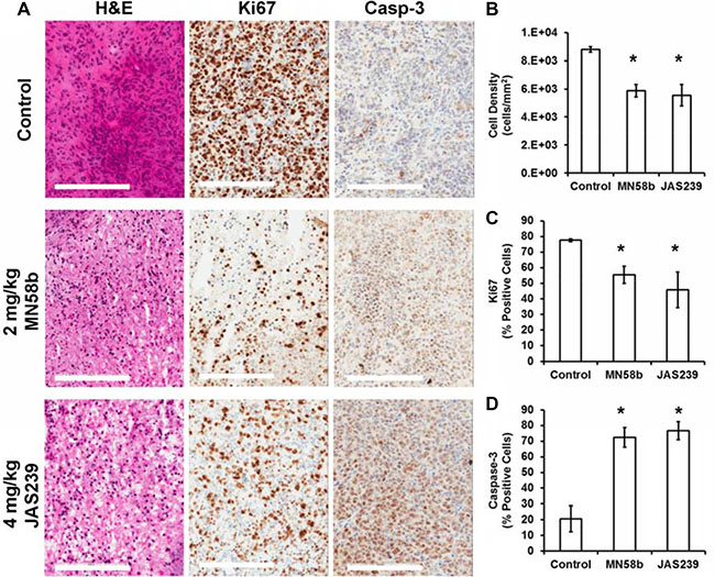 Histological assessment of tumors reveals reduced cell density, lower proliferation, and elevated apoptosis in response to ChoK&#x03B1; inhibitors.