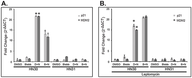 NMIIA is necessary for wtp53 function, which is lost in high-risk mutp53.