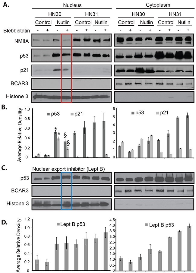Inhibition of NMIIA alters wtp53 but not high-risk mutp53 cellular localization.