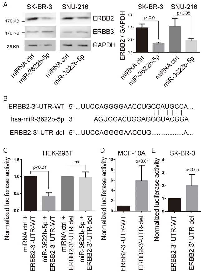 ERBB2 as target of miR-3622-5p.