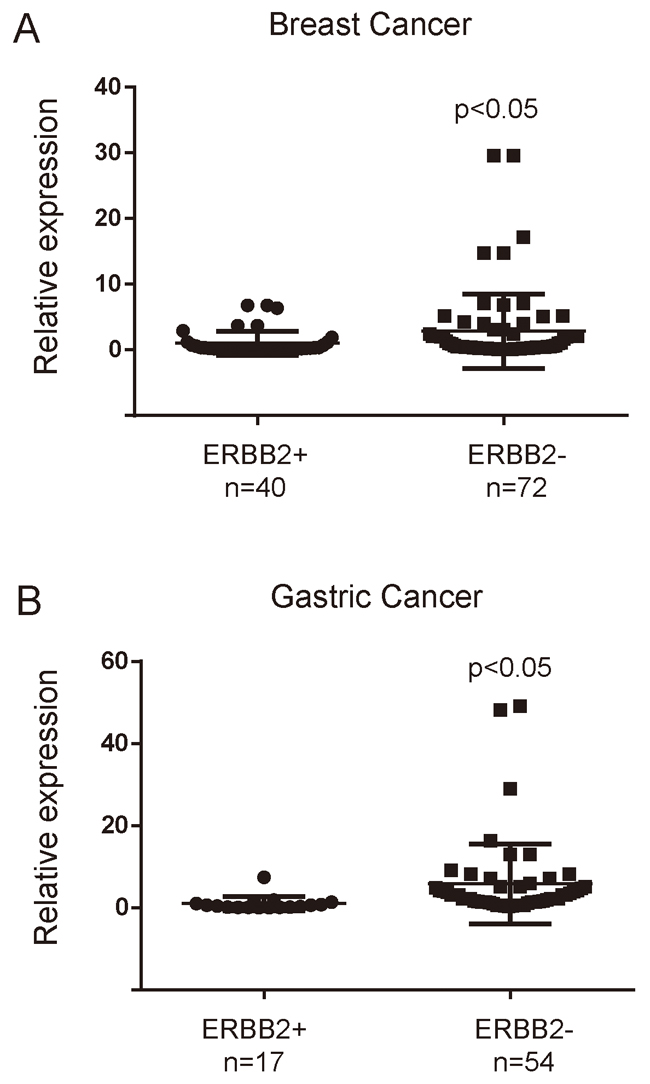 MiR-3622b-5p is down-regulated in ERBB2-positive cancer tissues.