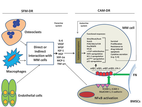 SFM-DR and CAM-DR work usually together within the bone marrow environment.