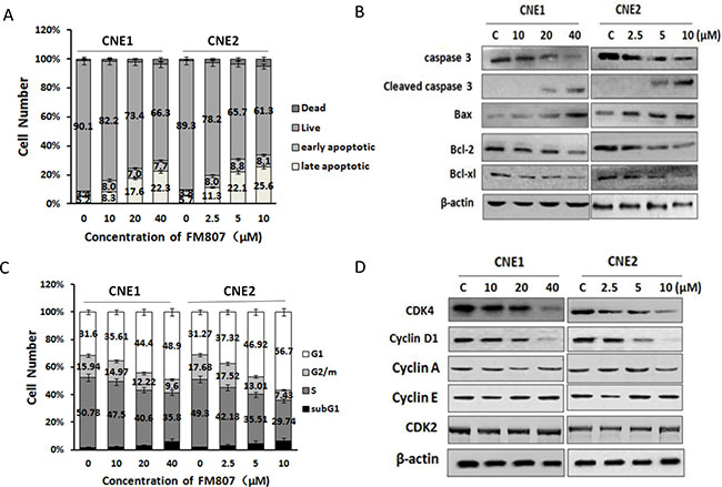 FM807 induces CNE1 and CNE2 cell cycle arrest and apoptosis.