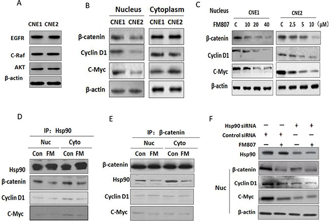 FM807 suppresses nuclear &#x03B2;-catenin signaling pathway.