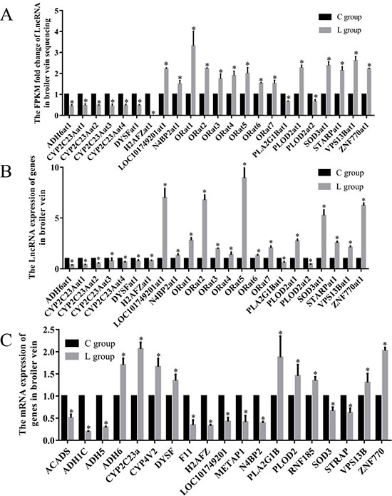 Effects of dietary Se level on the LncRNA and mRNA levels.