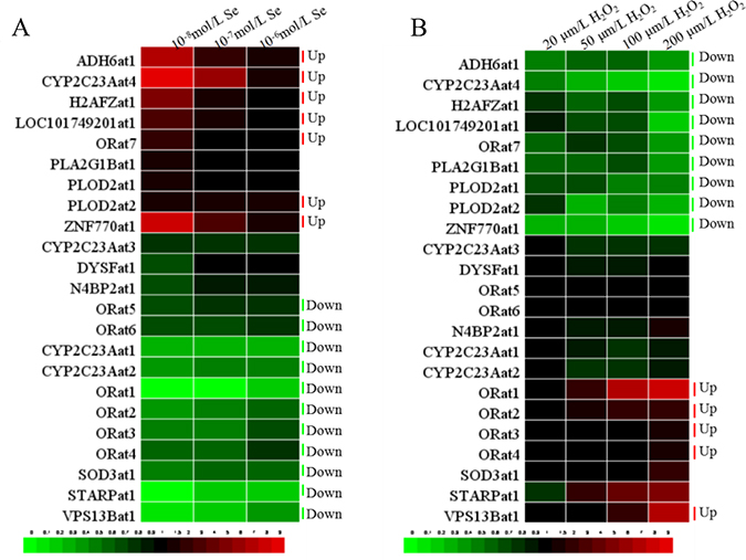 The heat-map of 23 LncRNAs in VECs.