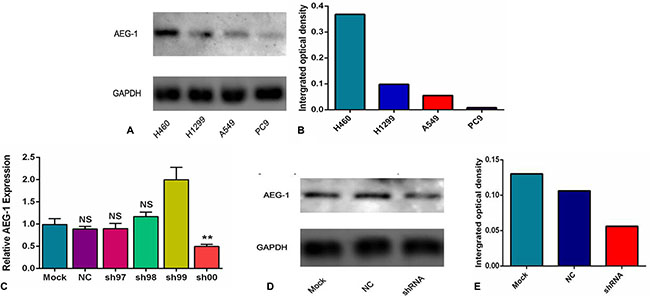 The expression intensity of AEG-1 protein in different cell lines and groups.