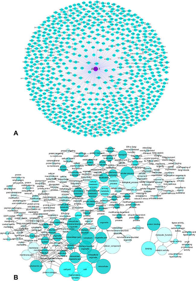 The co-expressed genes of AEG-1 and AEG-1-associated biological functions based on MEM and the DAVID Bioinformatics Tool.