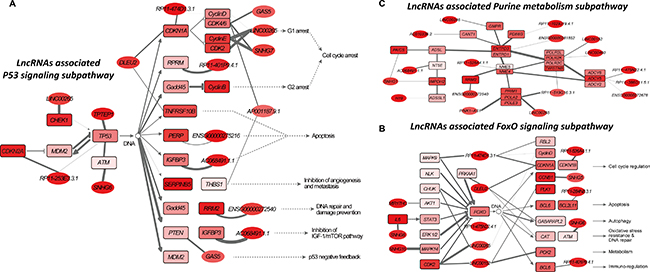 Risk lncRNA-associated subpathways in colorectal cancer.