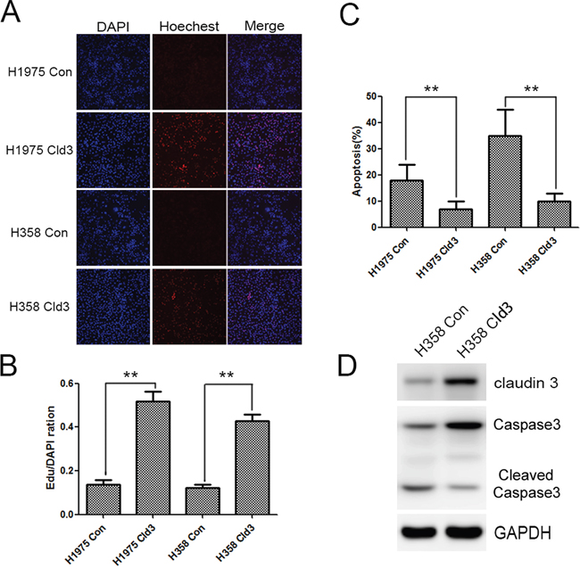CLDN3 overexpression protects against the effects of cisplatin.