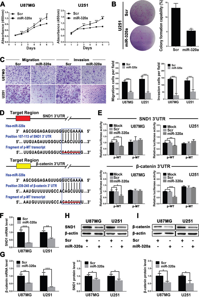 miR-320a functions as a glioma suppressor by directly targeting SND1 and &#x03B2;-catenin.