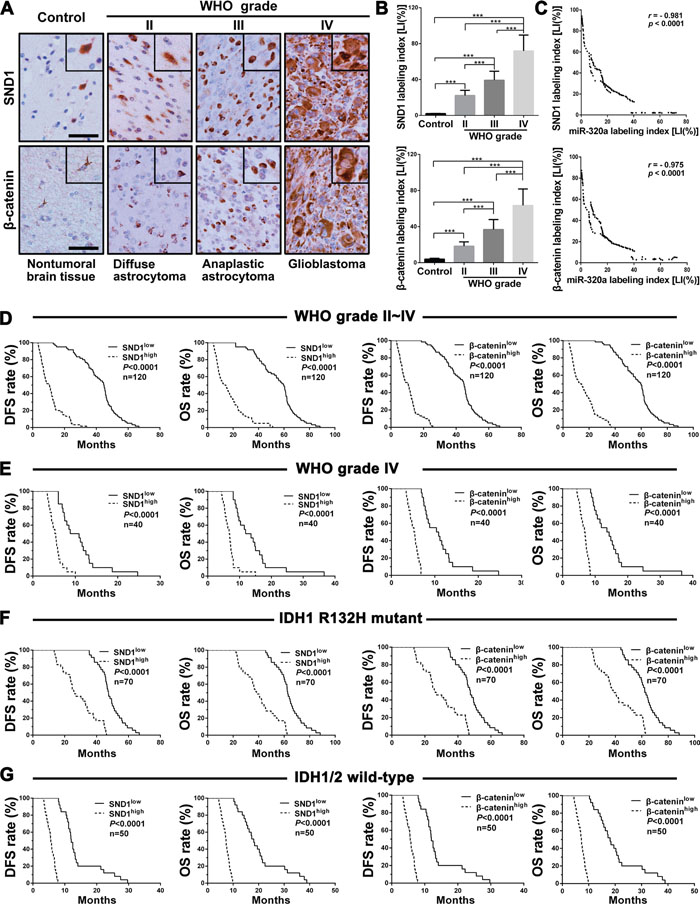 SND1 and &#x03B2;-catenin expressions correlate with grades, miR-320a expression, IDH status and prognosis in human gliomas.