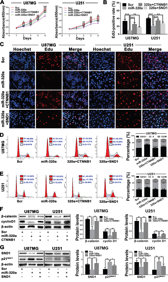 miR-320a suppresses GBM cell proliferation by targeting &#x03B2;-catenin and SND1.