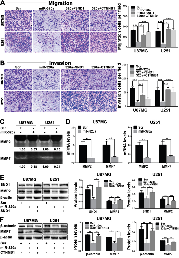 miR-320a inhibits the migration and invasion of GBM cells by targeting SND1 and &#x03B2;-catenin.