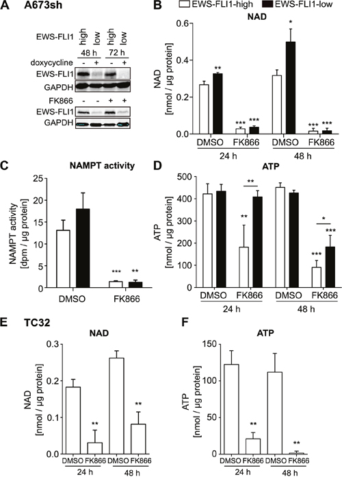 NAMPT inhibition by FK866 reduces NAD and ATP in EwS cells A673sh and TC32.