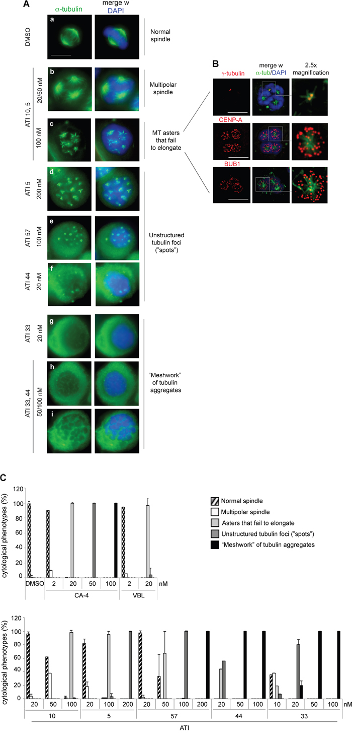 Mitotic phenotypes of increasing severity reveal a hierarchy in the strength of ATIs.