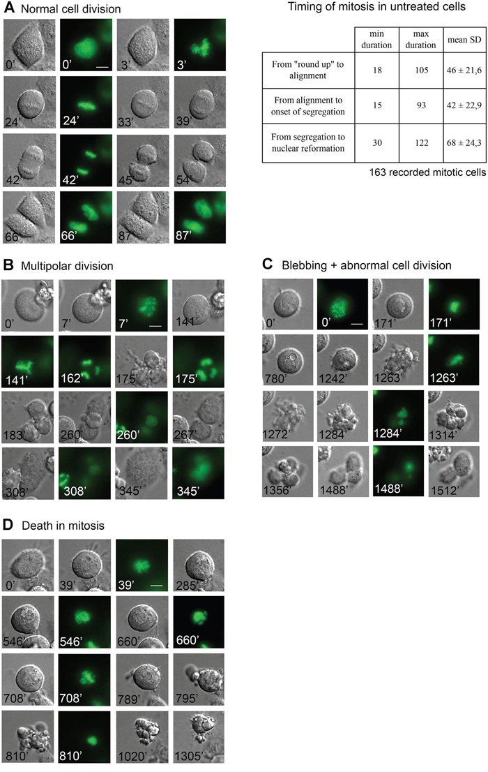 In vivo imaging of mitotic cell fates induced by ATIs in HeLa/H2B-GFP treated cultures.