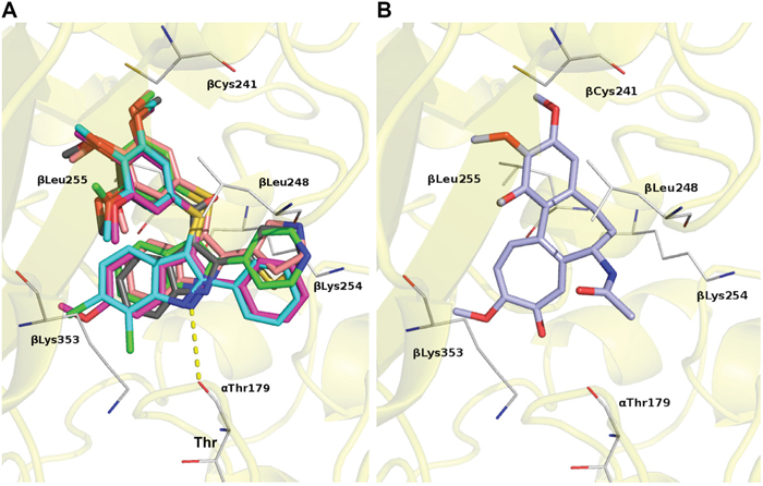 Predicted binding modes for ATIs and Colchicine by molecular modeling.