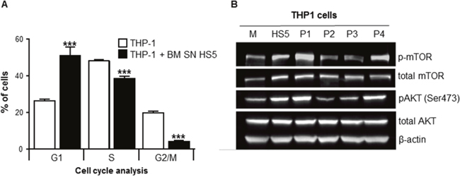 BMSCs SN arrested leukemia cell cycle/proliferation and activated AKT and mTOR intracellular signaling.