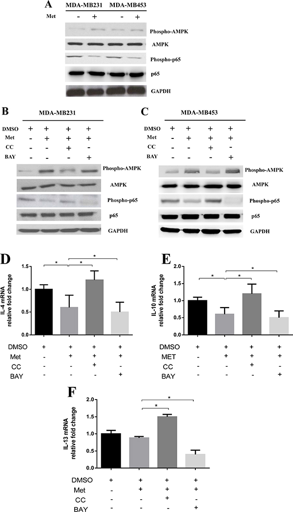 Metformin treatment activated AMPK and inhibited NF-&#x03BA;B signaling in cancer cells.