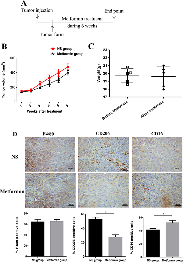 Administration of metformin affected tumor growth and TAM polarization in a xenograft model.