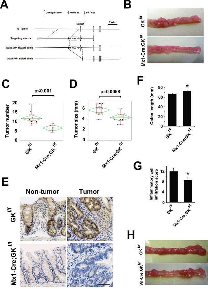 Gankyrin deficiency in myeloid cells attenuates tumorigenesis in the murine CAC model.