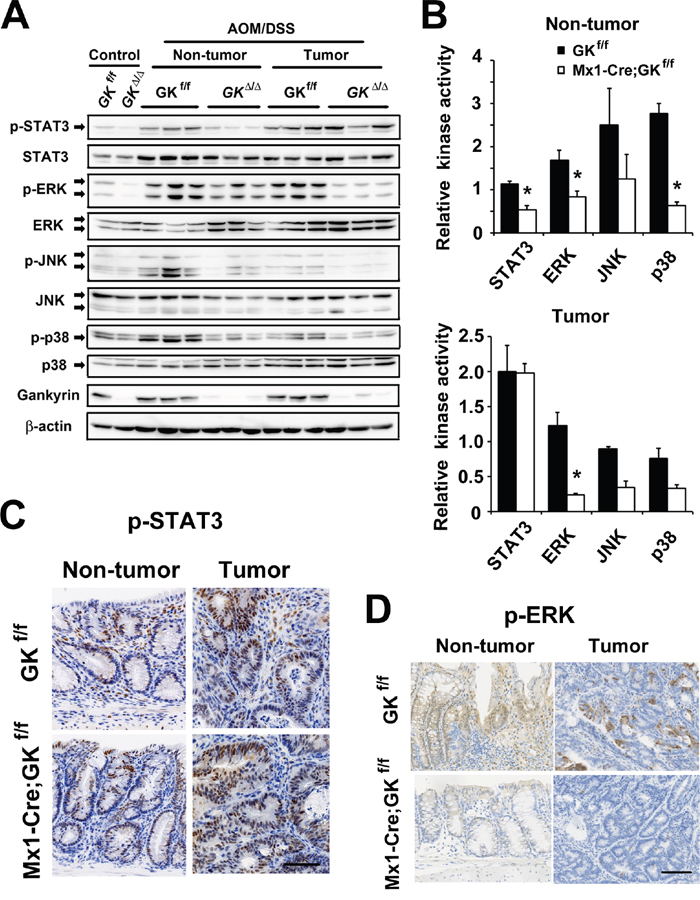 Gankyrin activates STAT3 in non-tumor tissues and ERK in tumors.