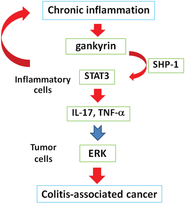 Chronic inflammation increases gankyrin expression in the colonic mucosa of patients with IBD.
