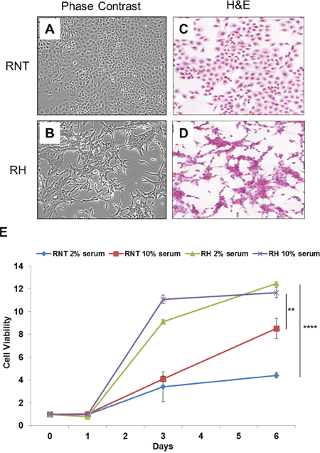 Morphological characterization and growth rate of RNT and RH cells.