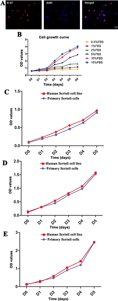 Proliferation capacity of the immortalized human Sertoli cells in vitro.