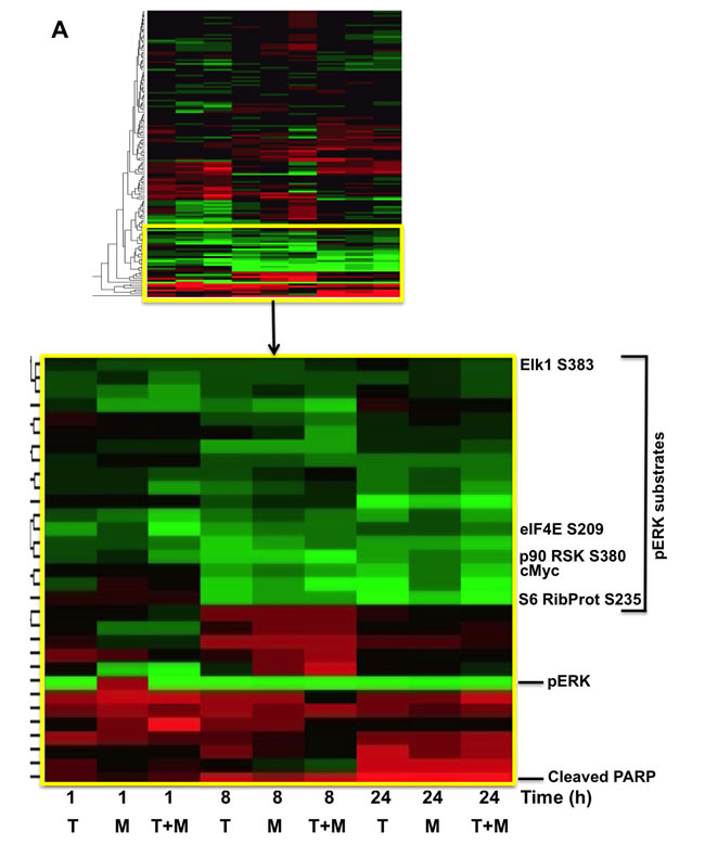RPPA and immunoblot analyses reveal suppression of the MAPK pathway, including ERK and its downstream substrates in melanoma cells exposed to MBZ+trametinib.