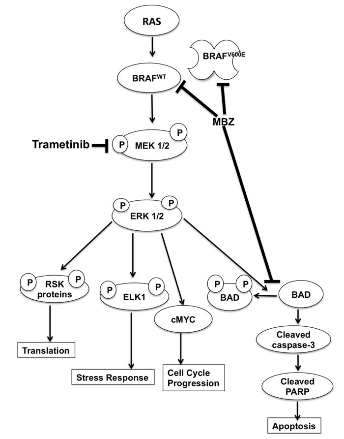 Model of MBZ+trametinib mechanism of action in melanoma cells.