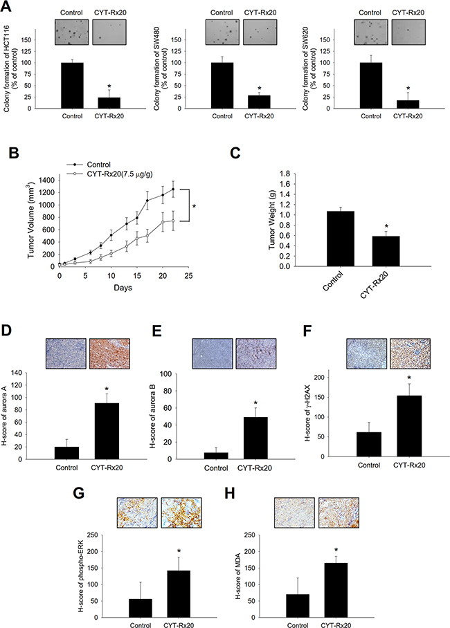 Effects of CYT-Rx20 on in vitro anchorage-independent cell growth and in vivo xenograft tumor growth in HCT116 colorectal cancer cells.