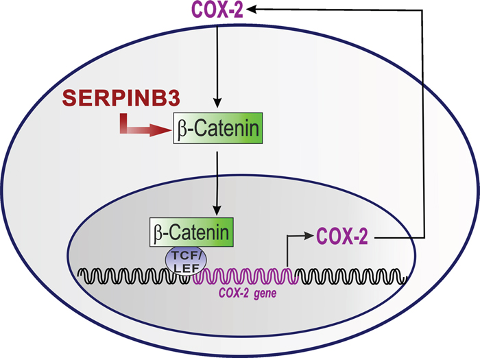 The proposed mechanism the COX-2/ &#x03B2;-Catenin positive loop upregulation by SerpinB3.