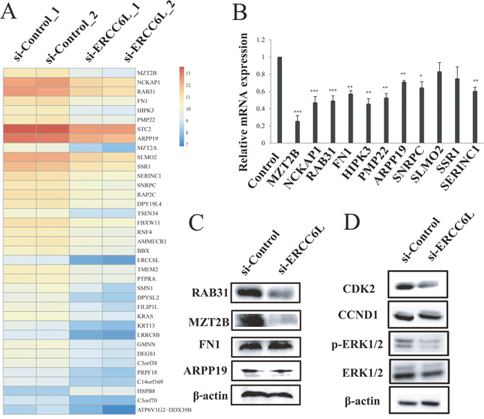 RNA-seq analysis after ERCC6L knockdown.