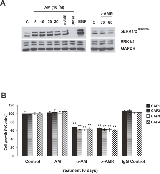Effect of AM and AM signaling blockade on growth of CAFs in vitro.