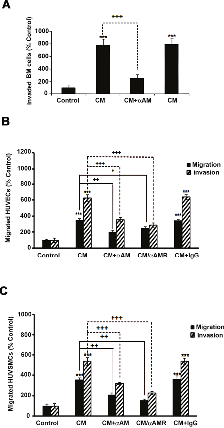 Effect of AM signaling blockade on CAF3-CM induced migration and invasion of cells in vitro.
