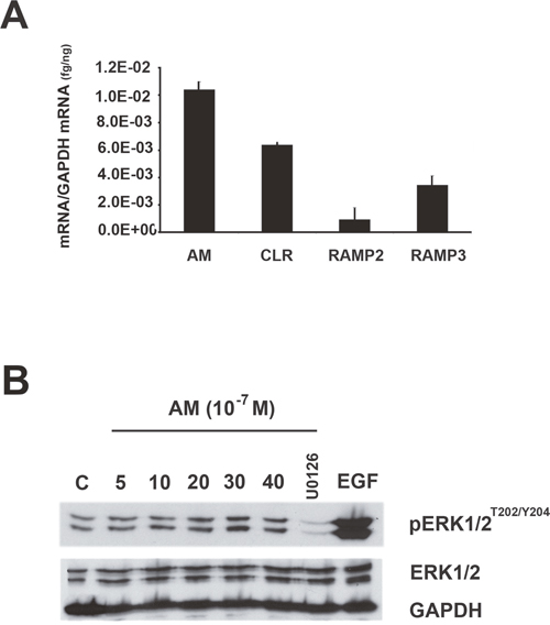 MAPK pathway is activated by AM in MCF7 cells.
