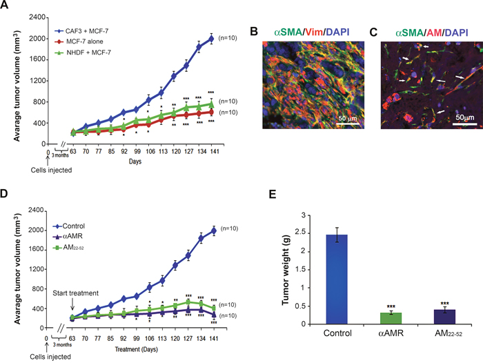 Enhanced tumor growth kinetics of MCF-7 breast cancer cells comingled with CAF3.