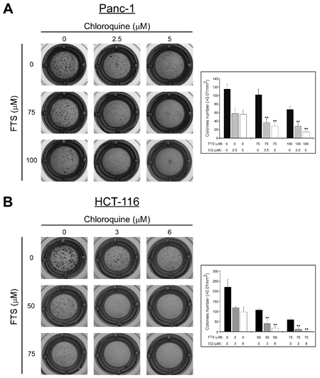 Chloroquine enhances FTS-induced inhibition of anchorage-independent growth.