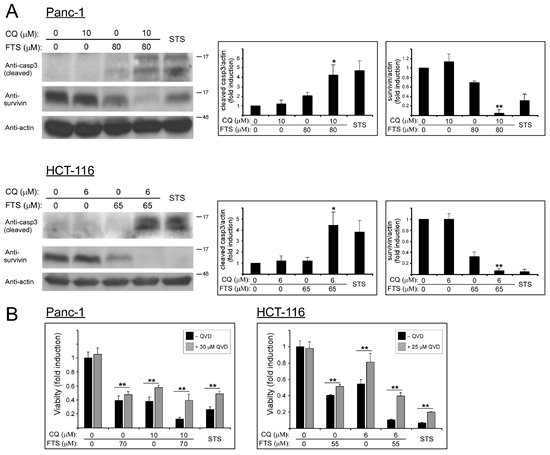 Chloroquine enhances FTS-induced apoptosis.