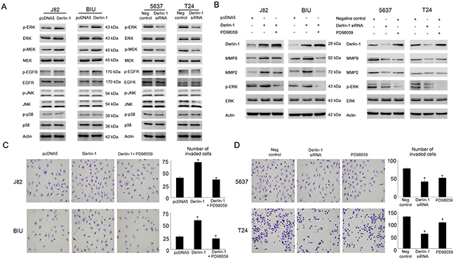 Derlin-1 regulates invasion through ERK signaling.