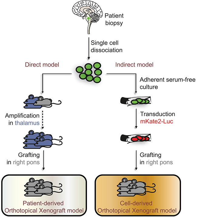 Direct and indirect models developed to study DIPG in vivo.