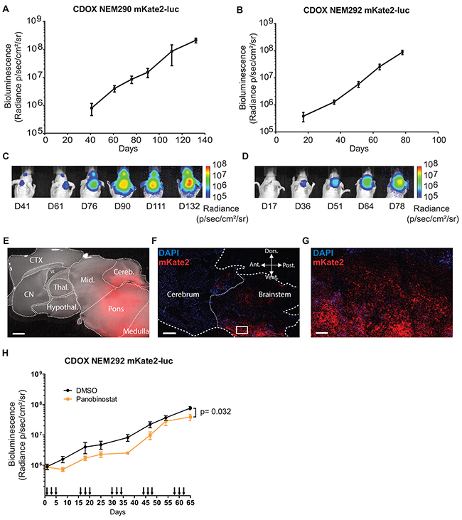 In vivo tumor growth can be monitored by bioluminescence and fluorescence.