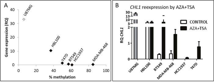 Molecular status of CHL1 in BC cell lines.