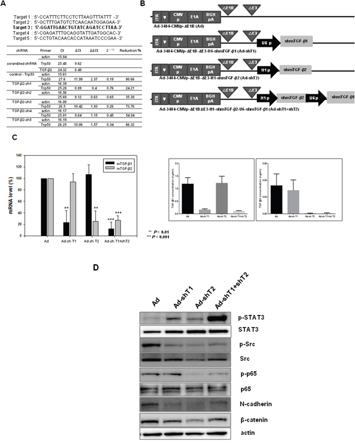 Screening of mouse TGF-&#x03B2;2 and changes in signaling molecules by adenovirus expressing shmTGF-&#x03B2;.