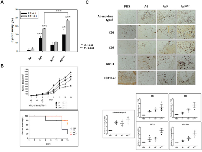 The anti-tumor effect of adenoviruses expressing mGM-CSF and shmTGF-&#x03B2;2.