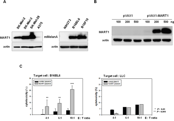 Effects of the human MART1 plasmid on mouse melanoma antigen-specific immune priming.